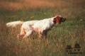 Setter Anglais RADENTIS DIVA Setter Anglais RADENTIS DIVA